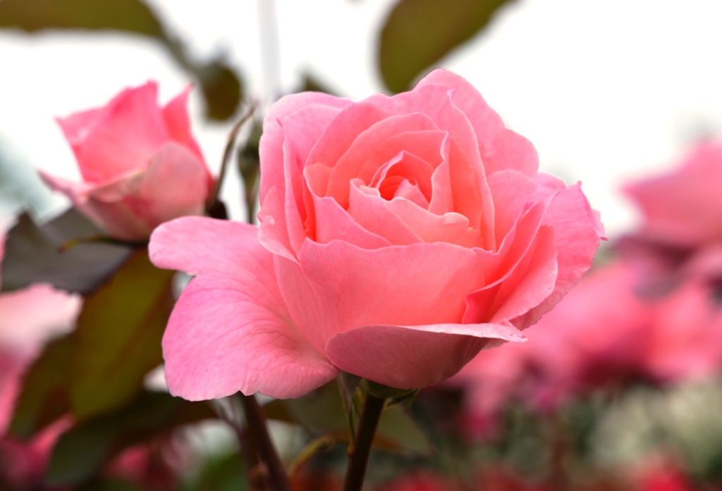 ﾋﾟﾝｸの薔薇