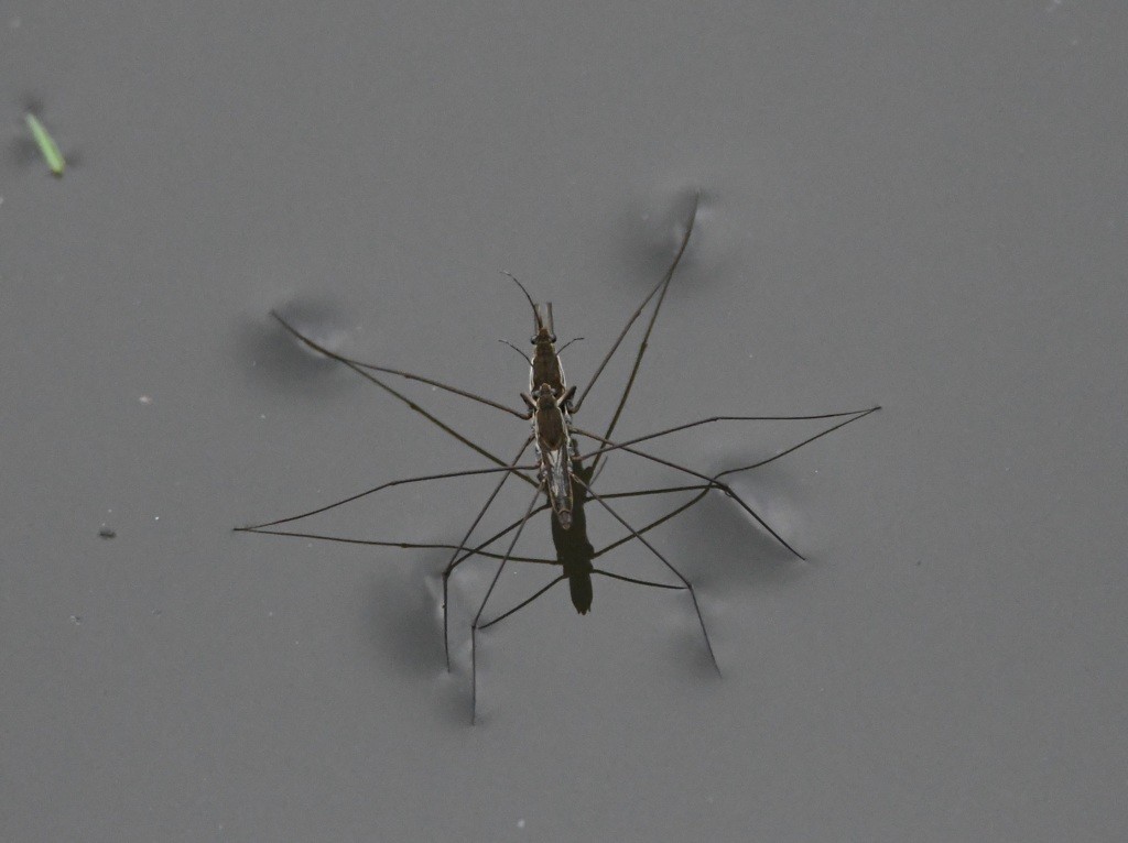 水面の星