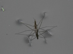 水面の星