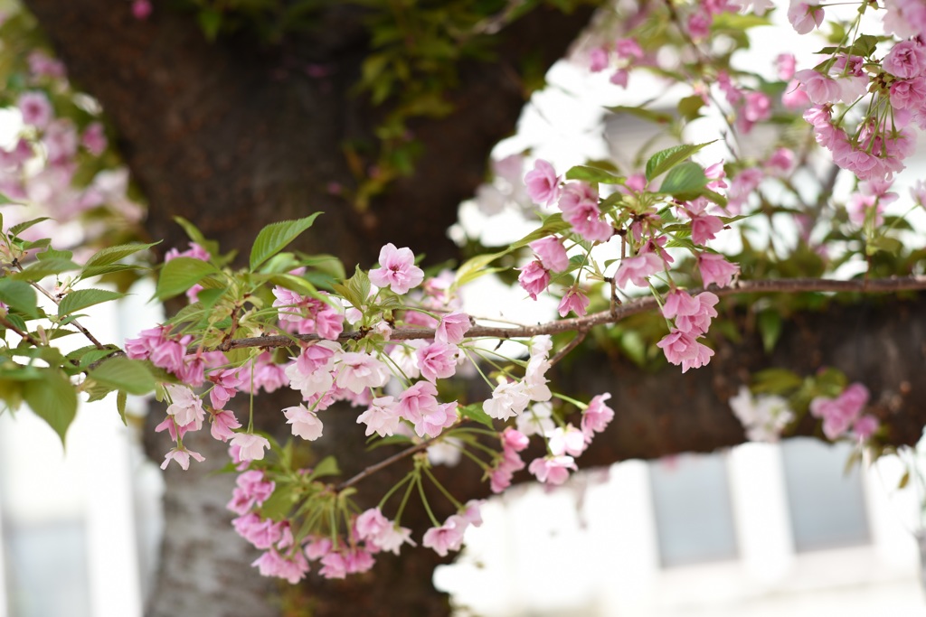 雀部桜