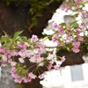 雀部桜