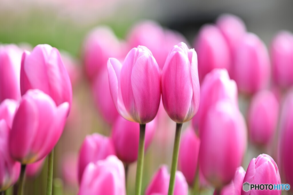 ほほ寄せて・・・・