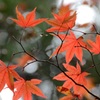 晩秋