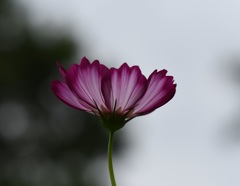 夕暮れに