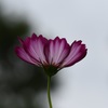 夕暮れに
