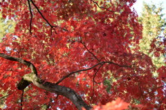 血染めの紅葉２