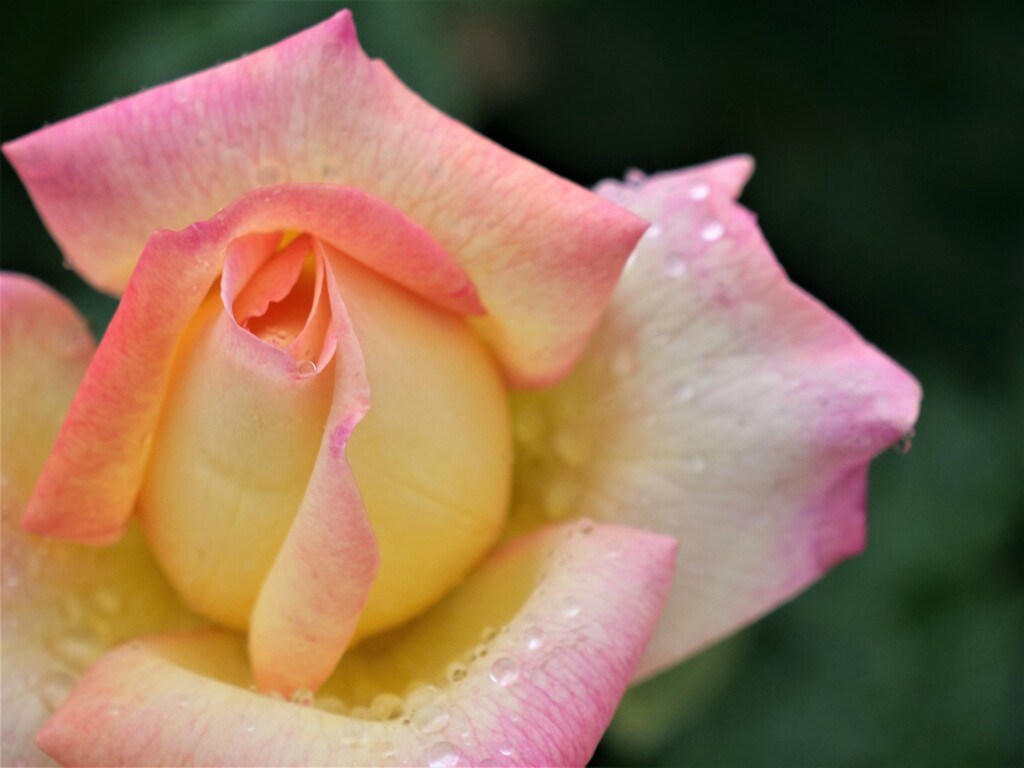 雨の日の薔薇１