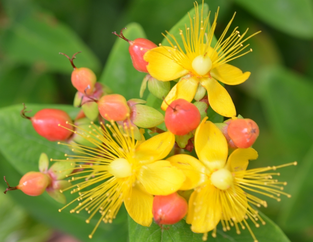 ﾋﾍﾞﾘｶﾑ４