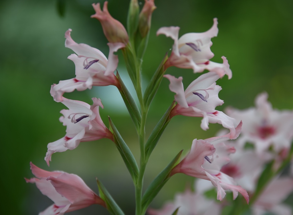 M・ﾓﾝﾛｰがいっぱい