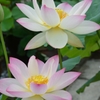 蓮１