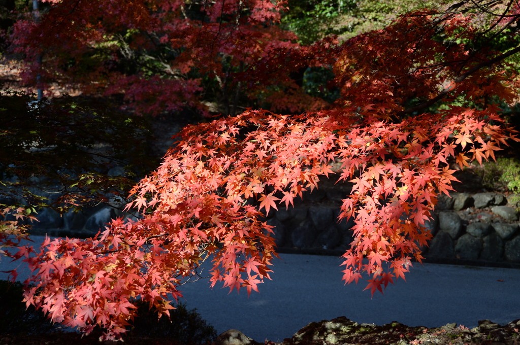 血染めの紅葉３