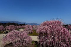 見晴らし台から