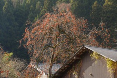 暖かな初冬
