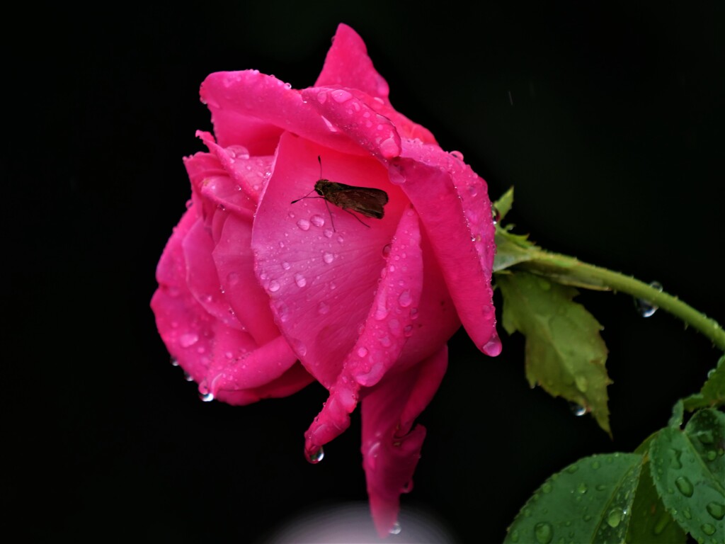 セセリンの雨宿り