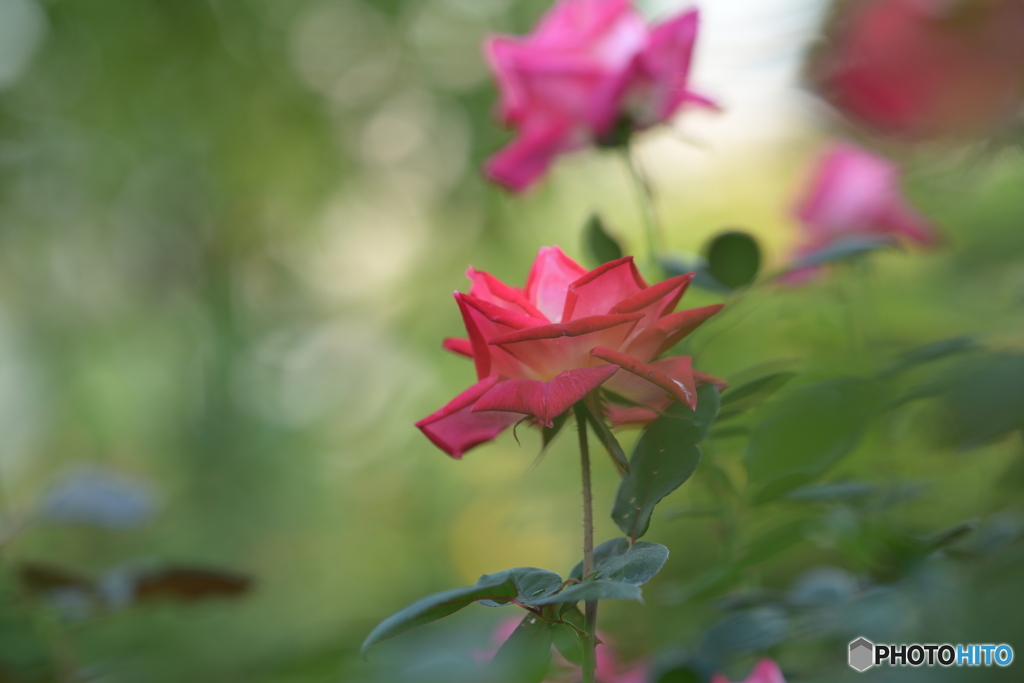 やさしく・・・・・