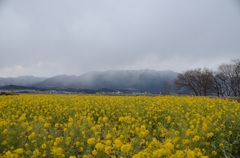 冬の菜の花畑