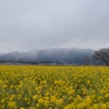 冬の菜の花畑