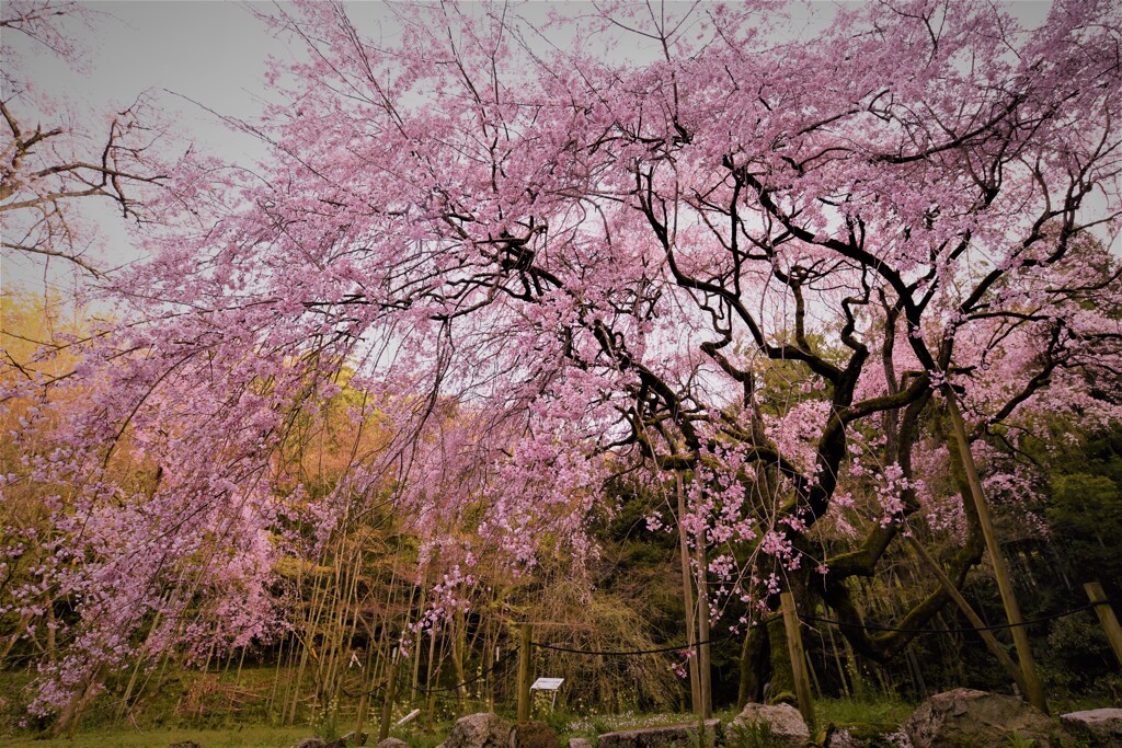 枝垂れ桜
