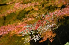 負けない紅