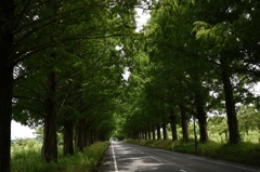 初夏のﾄﾝﾈﾙ