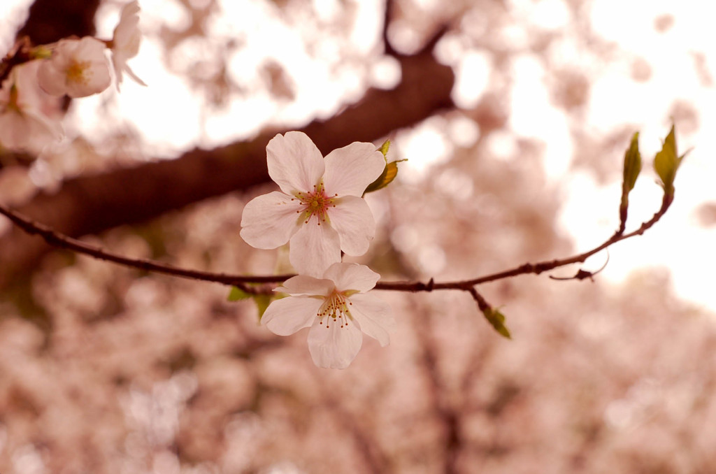 桜