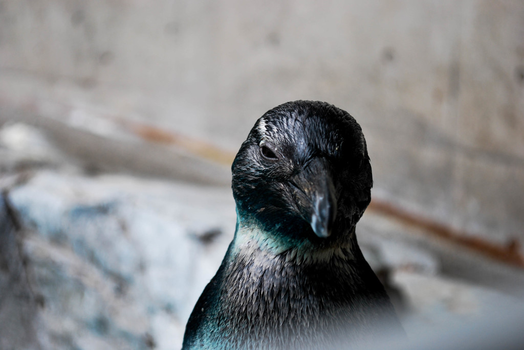 ペンギンに見下される