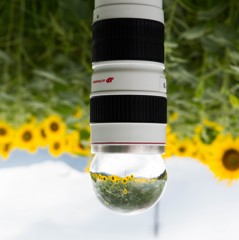 白レンズとひまわり