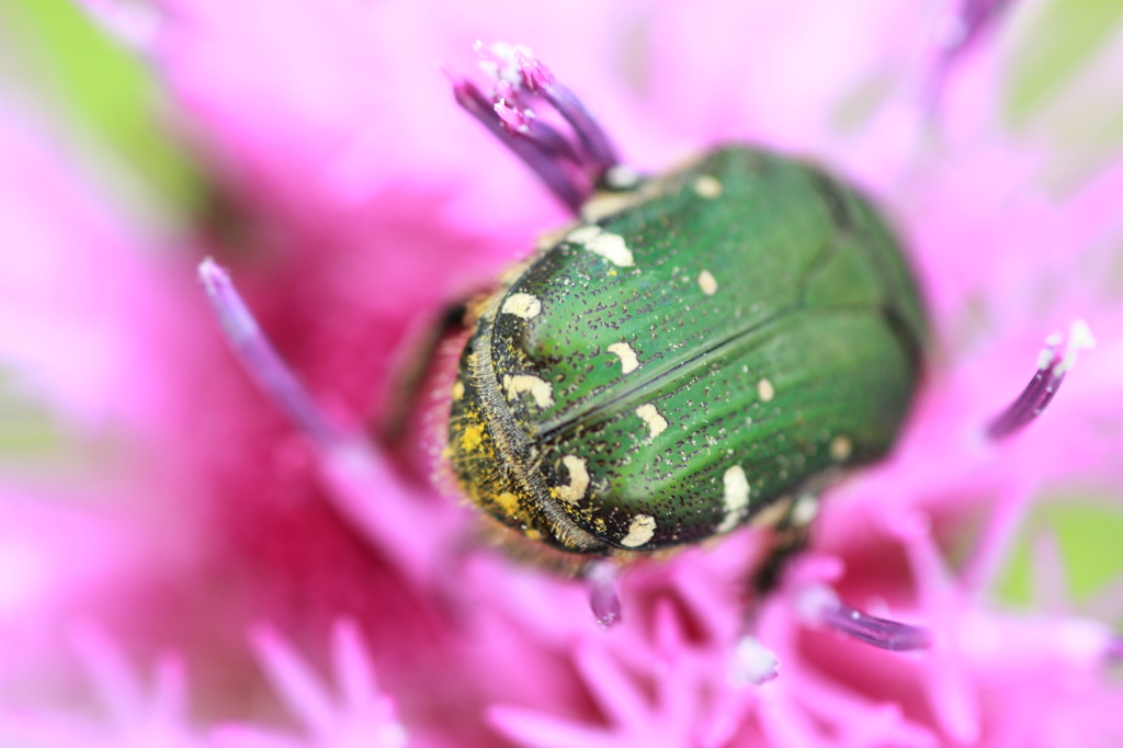 花粉がぁー