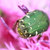 花粉がぁー