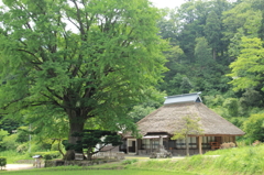 金言寺の大銀杏