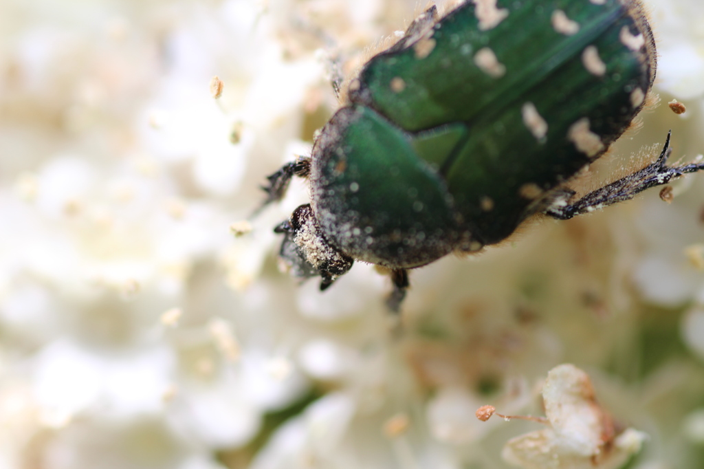 花粉がぁー