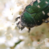 花粉がぁー