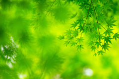 Ever green