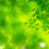 Ever green