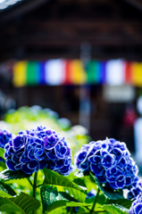 蒼き花