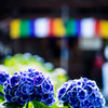 蒼き花