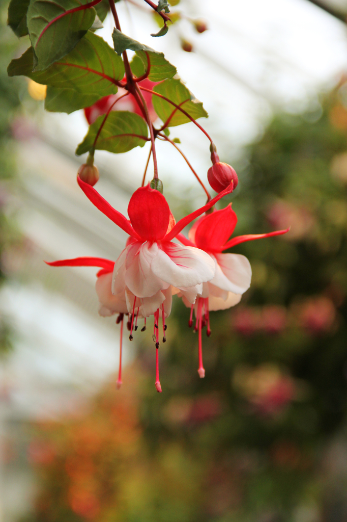 When the flowers are dancing