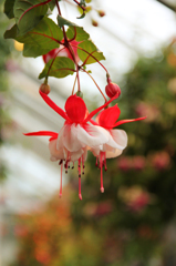 When the flowers are dancing