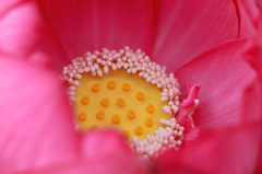 ハス開花始まり