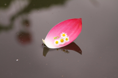 花びらのボート