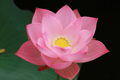 睡蓮♯１