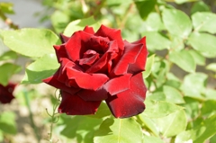 とある病院の花壇