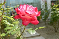 とある病院の花壇