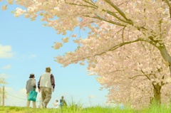 桜と老夫婦