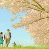 桜と老夫婦