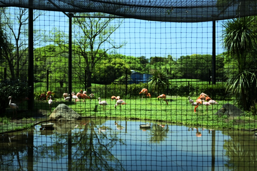 水辺のフラミンゴ