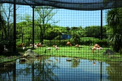水辺のフラミンゴ