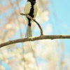 桜と小鳥