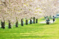 小布施の八重桜