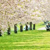 小布施の八重桜
